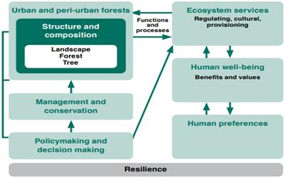 Urban forests and their contribution to sustainable urban development in a global context: a case study of Multan, Pakistan